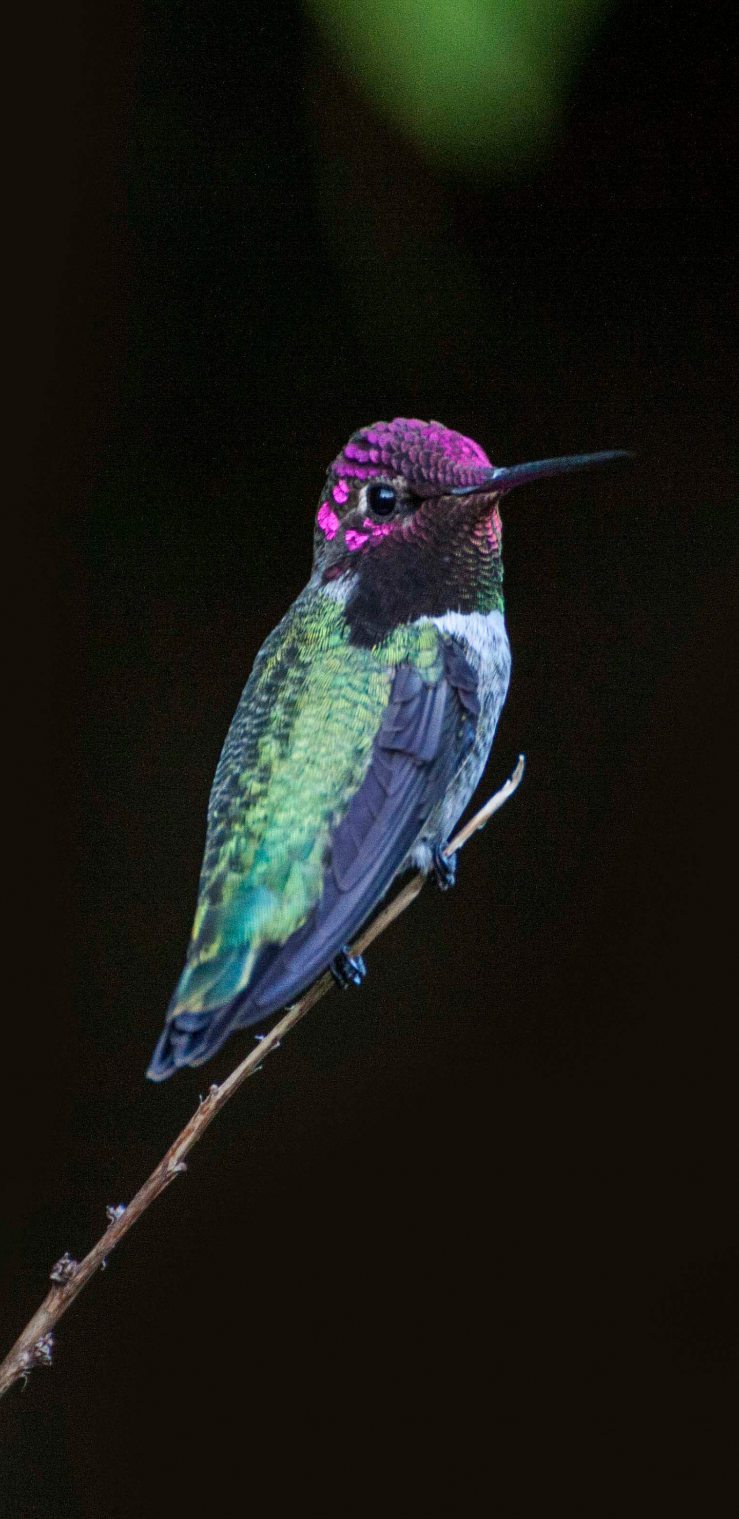 Download Free Hummingbird Wallpapers  PixelsTalkNet