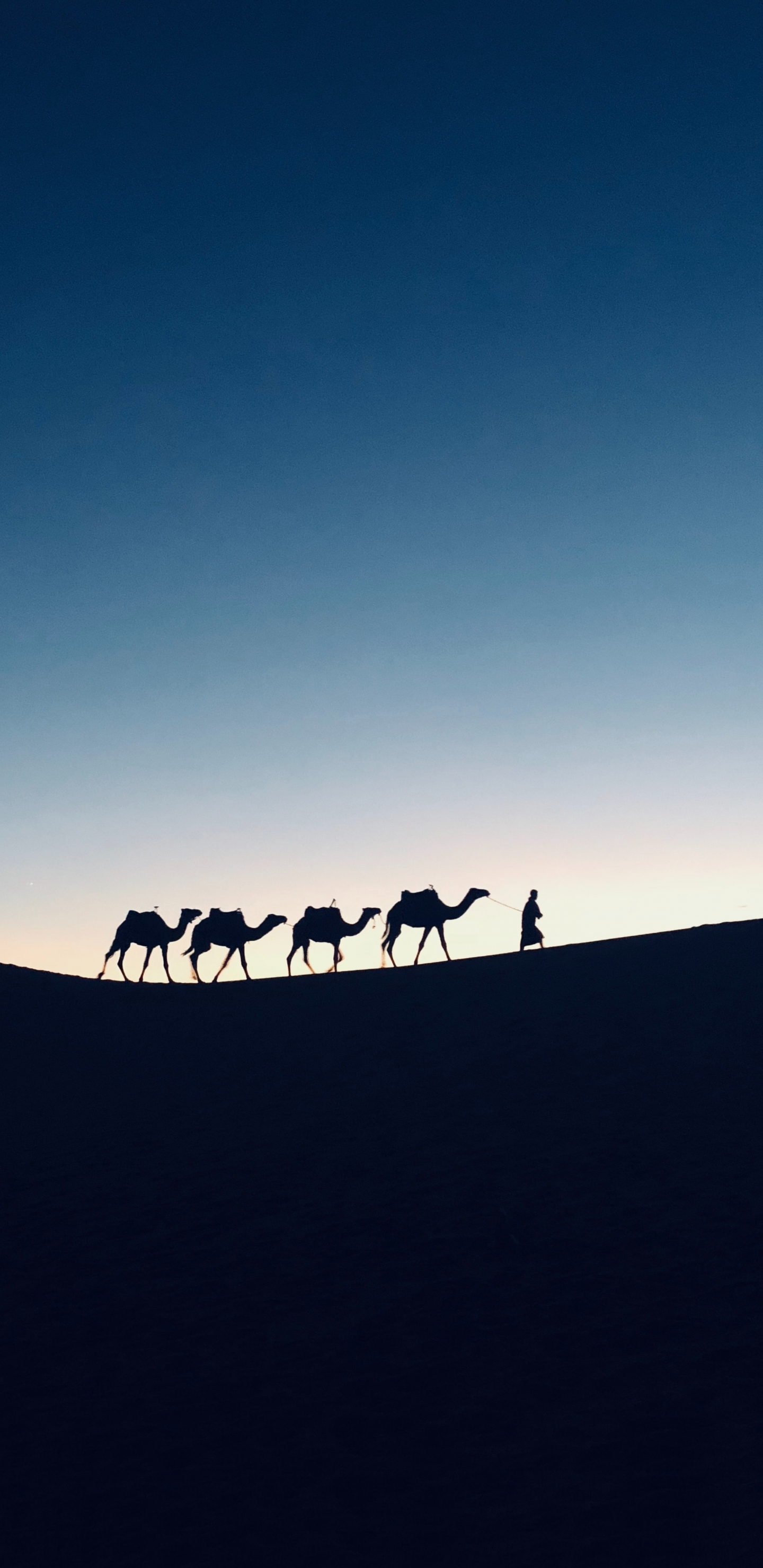 Silhouette, sunset, camel, Morocco, 1440x2960 wallpaper