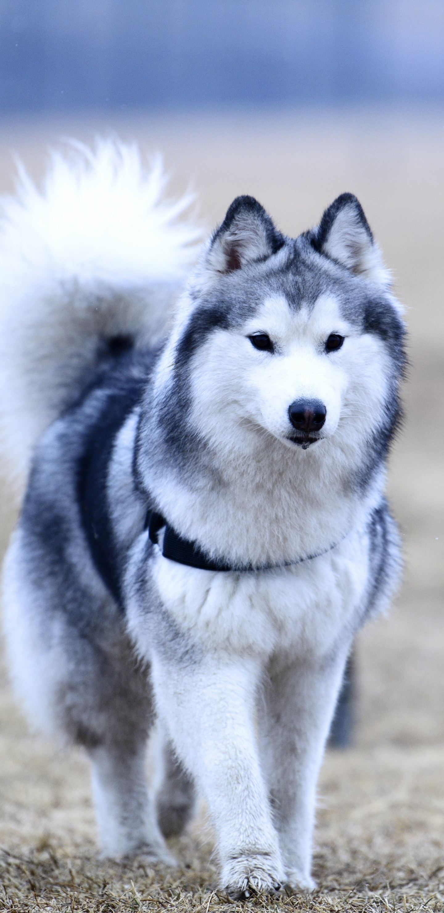 Husky Puppy Background Images HD Pictures and Wallpaper For Free Download   Pngtree