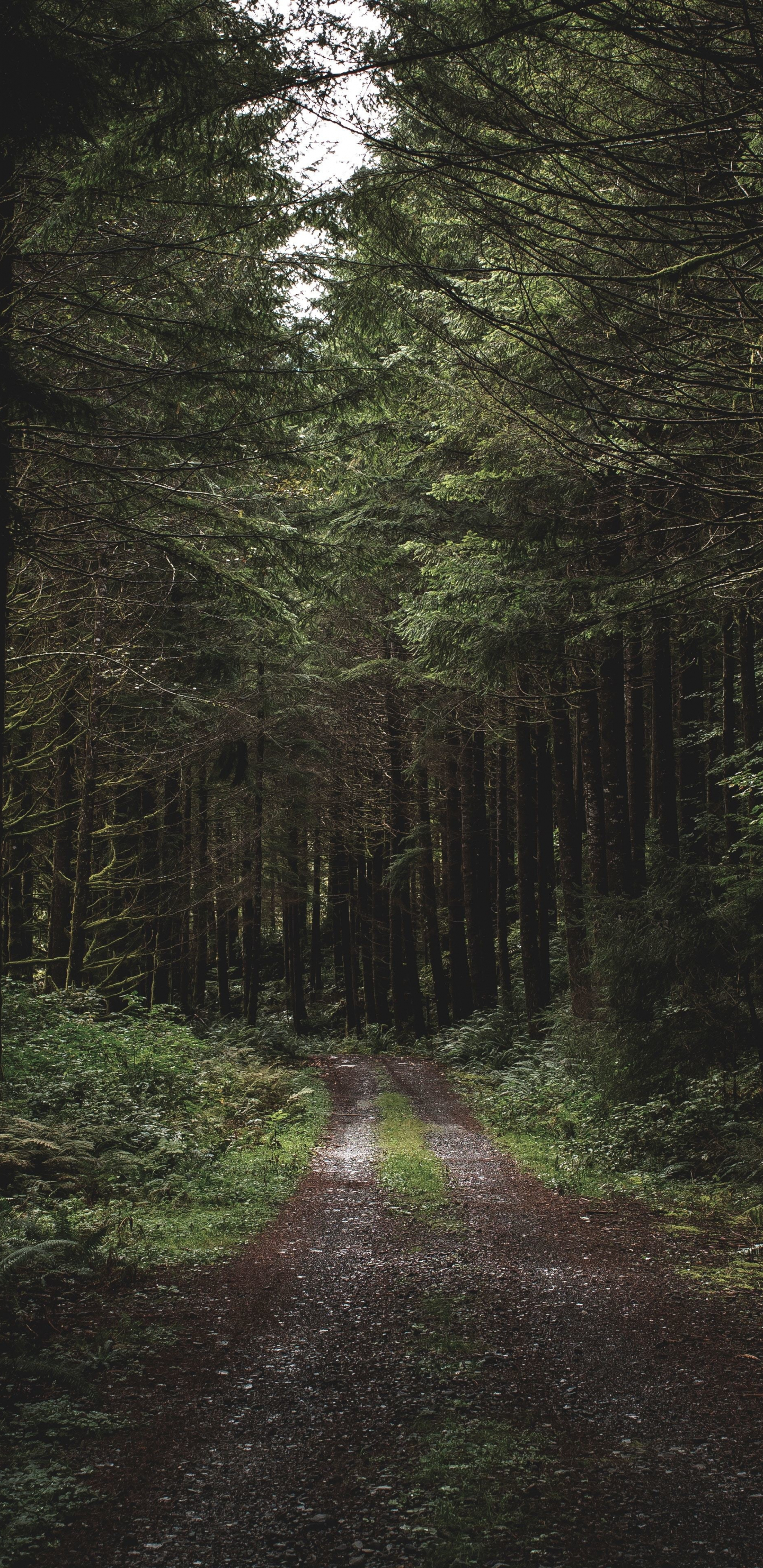Dirt road, path, trees, forest, greenery, 1440x2960 wallpaper