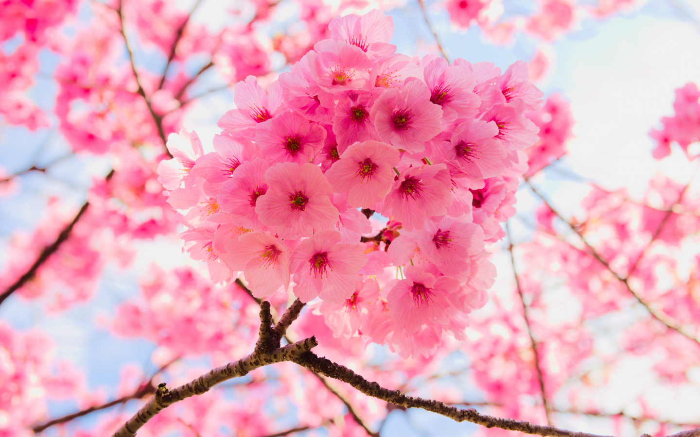 Download wallpaper 1440x900 pink, tree branches, cherry flowers, close ...