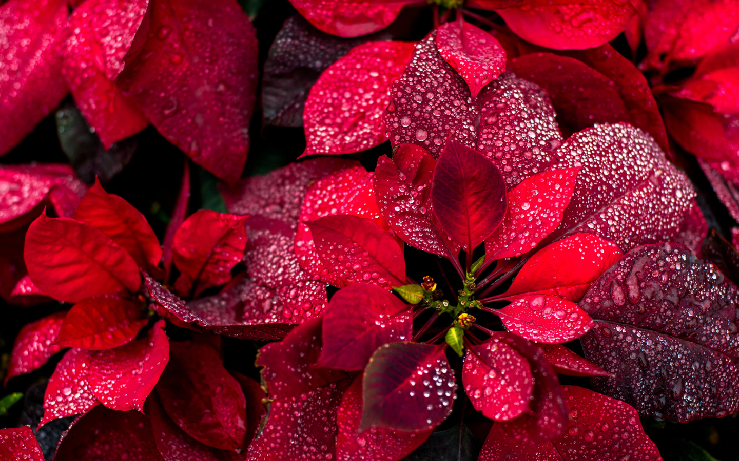 Colorful red leaves, nature, plant, close up, 1440x900 wallpaper