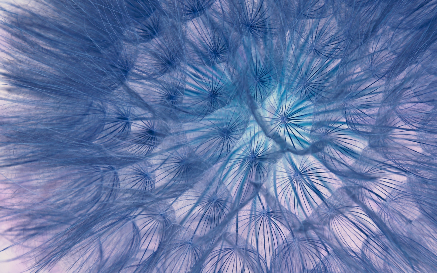 Flower, threads, close-up, dandelion, 1440x900 wallpaper