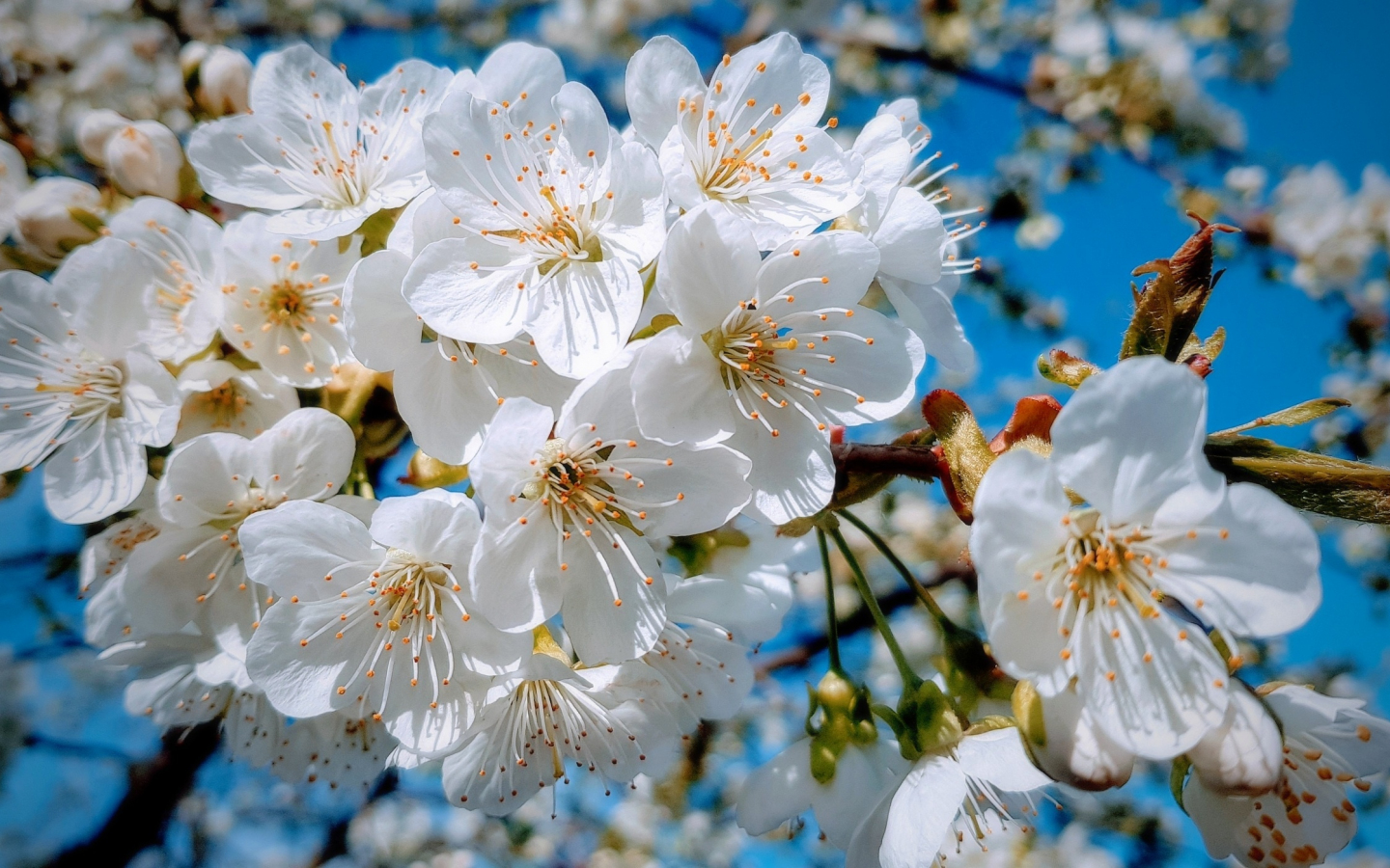 White, close up, cherry tree, spring, blossom, 1440x900 wallpaper