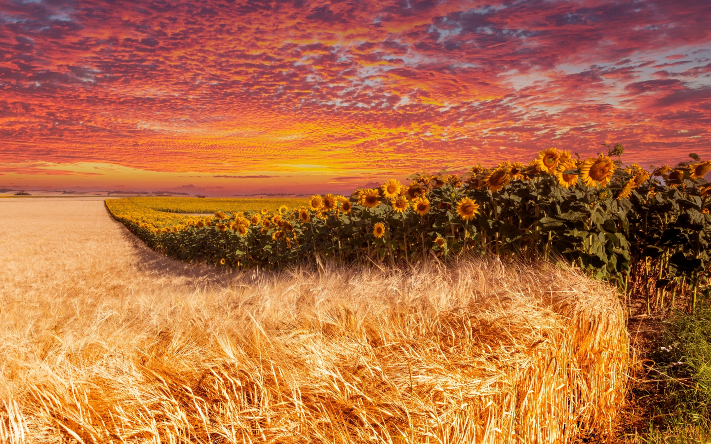 Wheat and sunflower farm, sunset, 1440x900 wallpaper