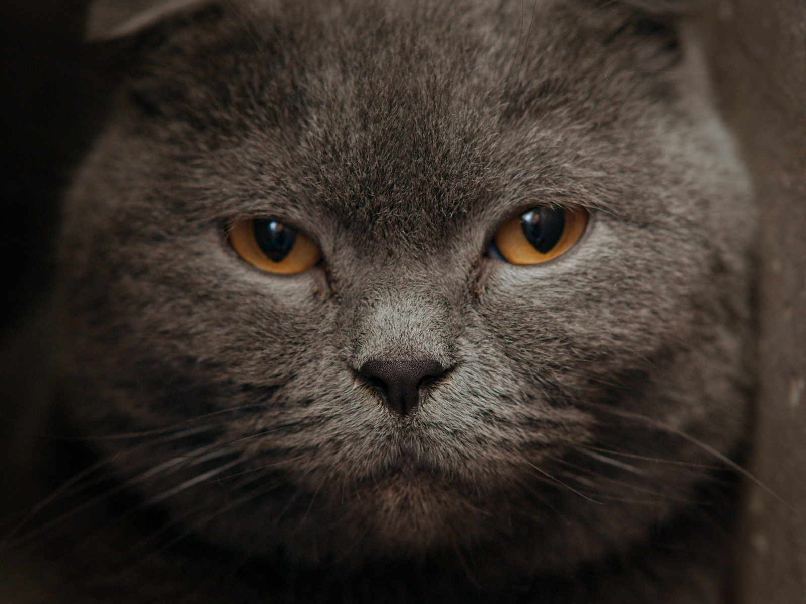 Download wallpaper 1600x1200 big feline, muzzle, cat, stare, standard 4 ...