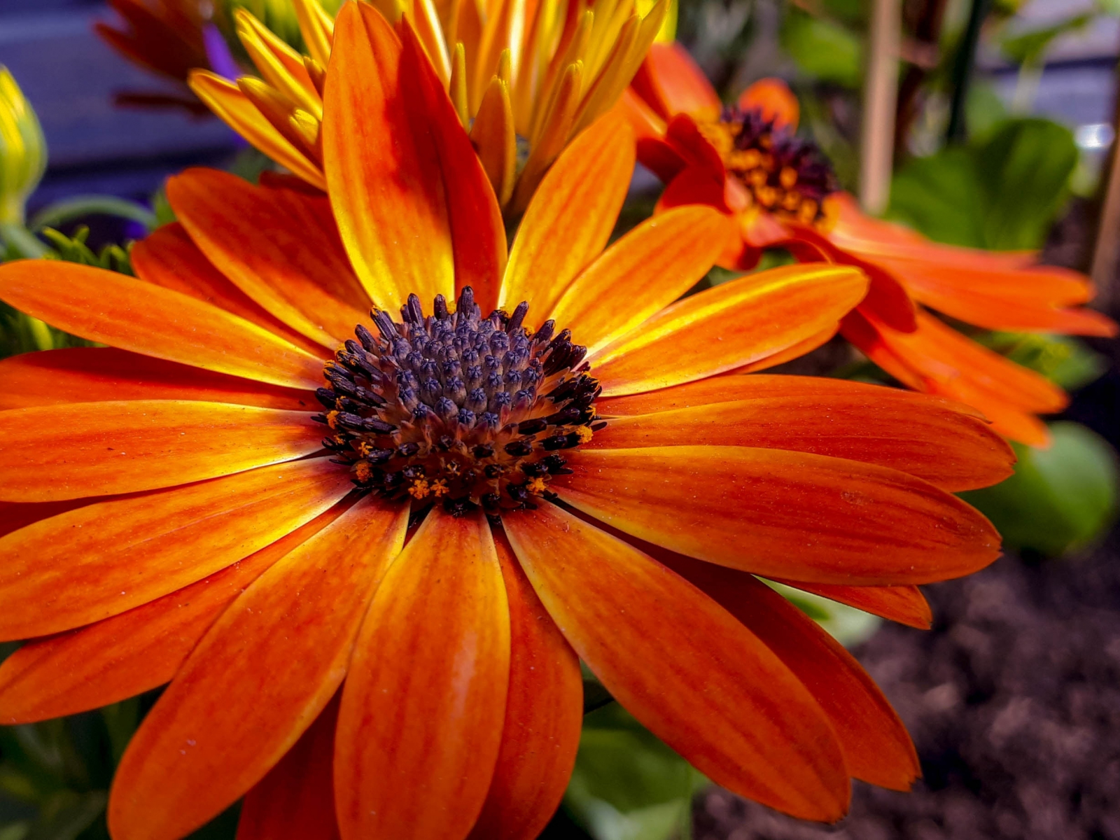 Download wallpaper 1600x1200 blossom, orange flower, close up, standard ...