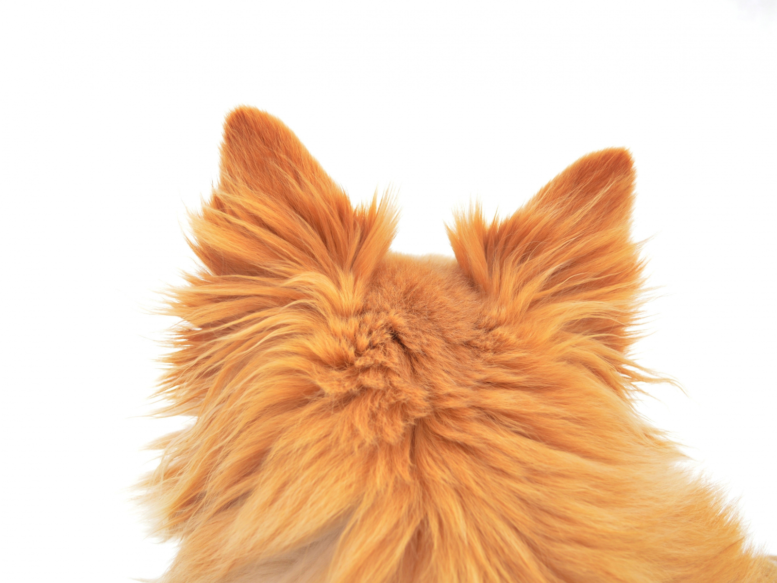 Download wallpaper 1600x1200 ears, furry dog, animal, back, standard 4: ...