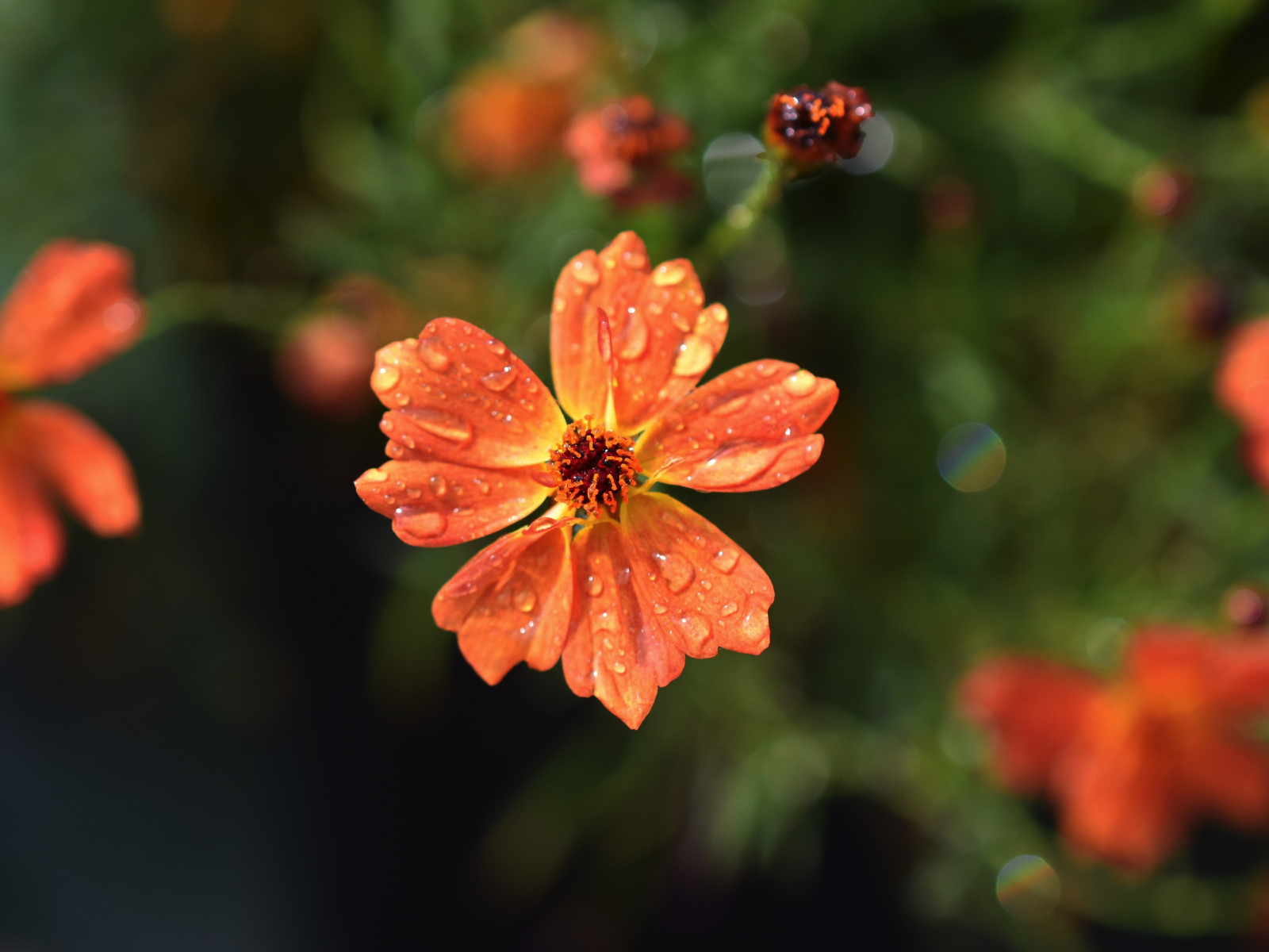 Download 1600x1200 Wallpaper Drops Orange Flowers Flora Blur