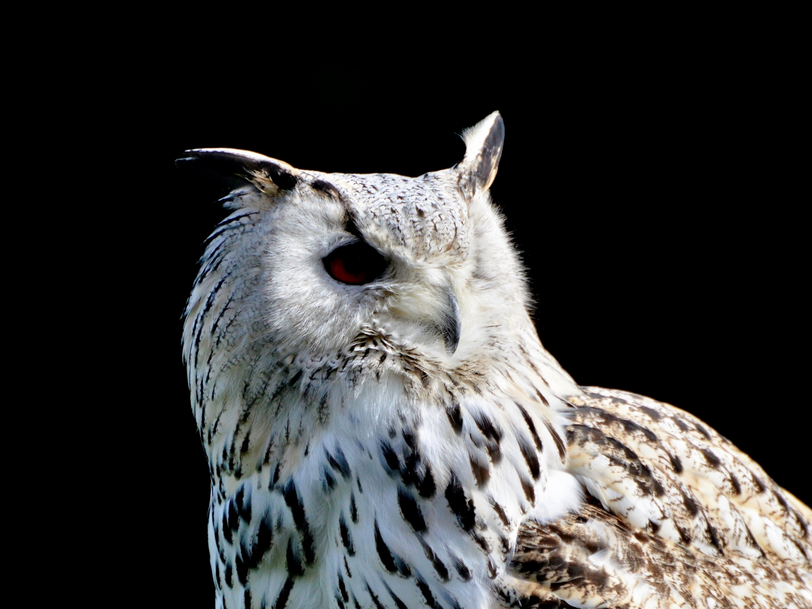 Download wallpaper 1600x1200 siberian owl, portrait, bird, standard 4:3 ...