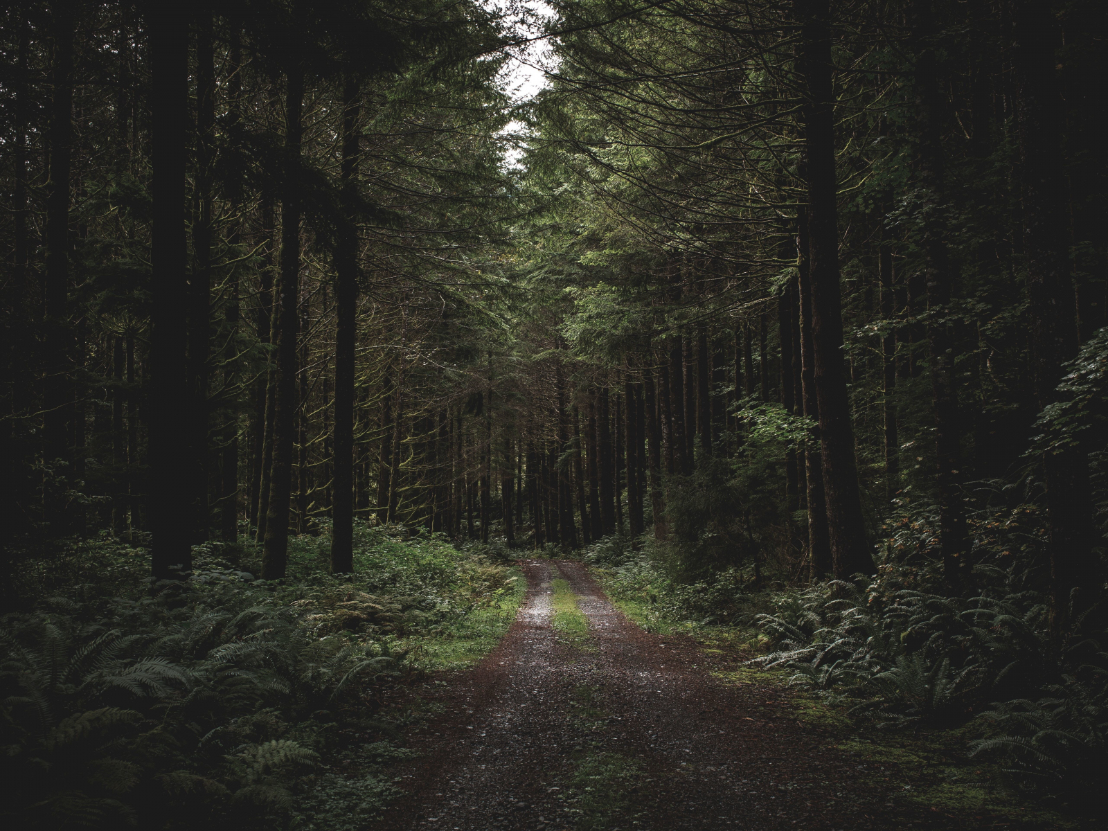 Dirt road, path, trees, forest, greenery, 1600x1200 wallpaper