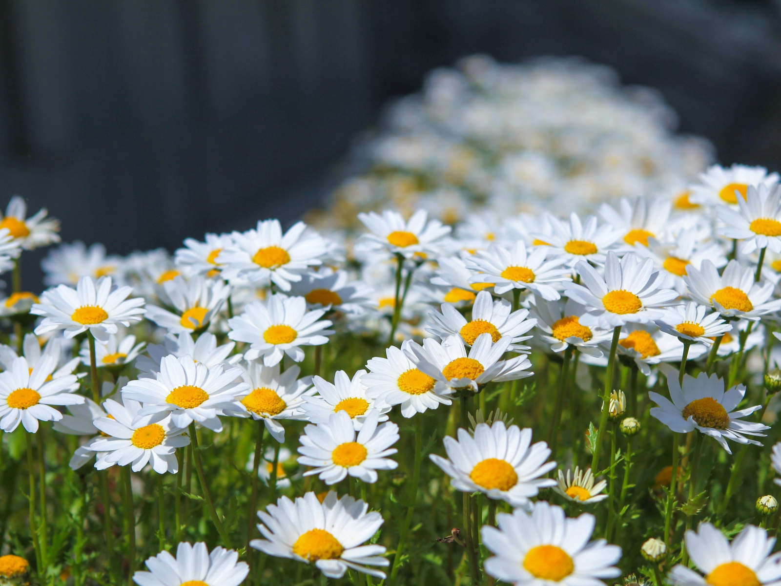 Meadow, spring, flowers, white daisy, 1600x1200 wallpaper