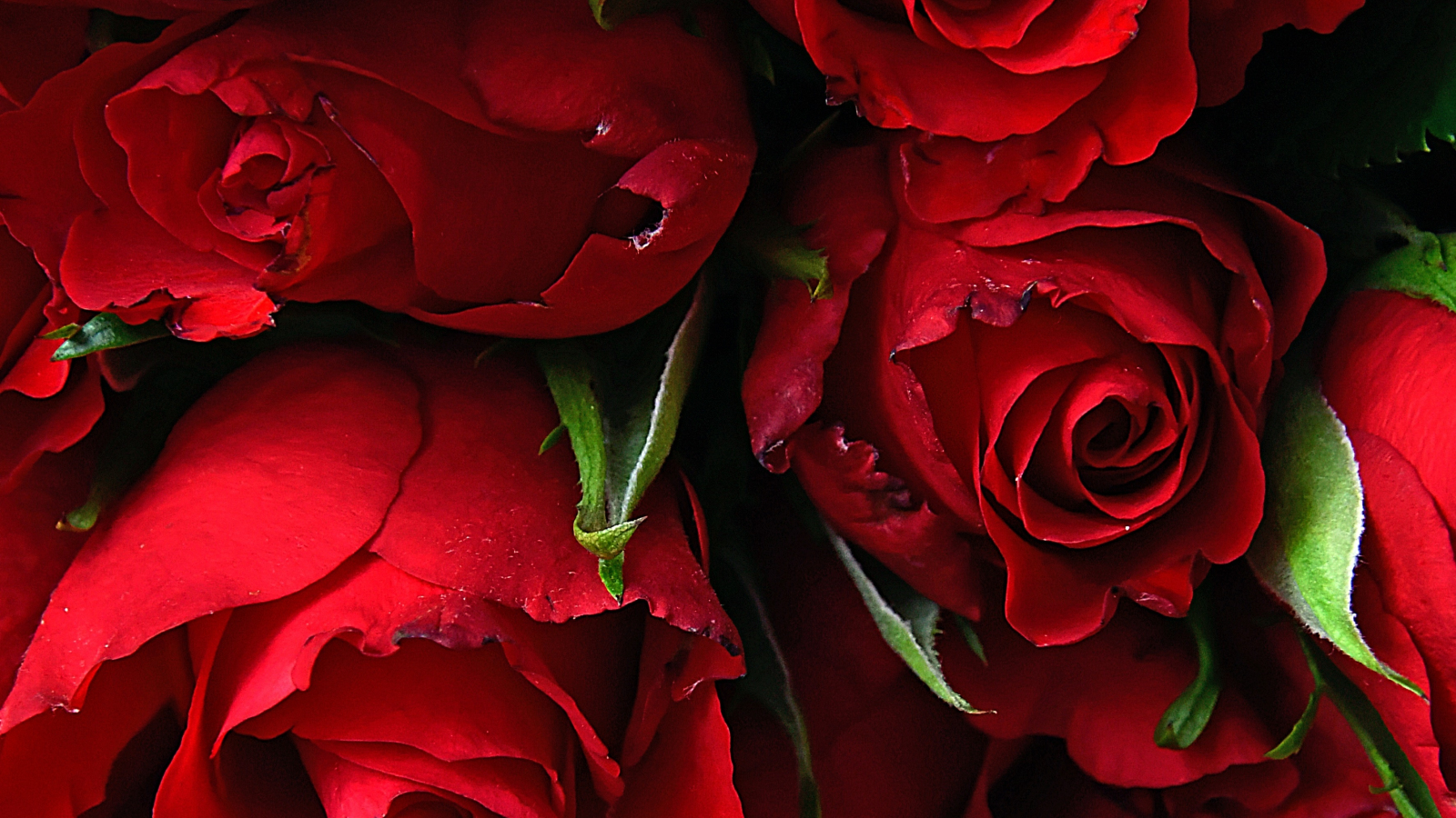 Download wallpaper 1600x900 rose, fresh, red flowers, 16:9 widescreen  1600x900 hd background, 18139