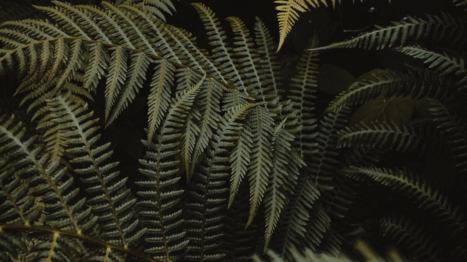 Download wallpaper 1600x900 green plants, fern leaves, beautiful, 16:9 ...