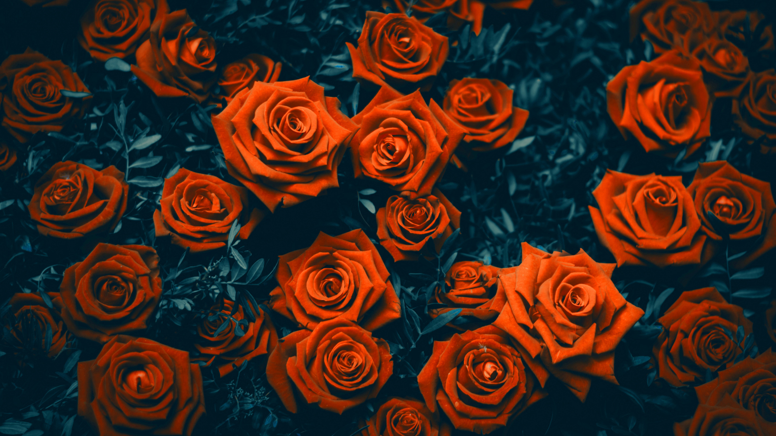 Download wallpaper 1600x900 garden roses, flowers, 16:9 widescreen 1600x900  hd background, 24278