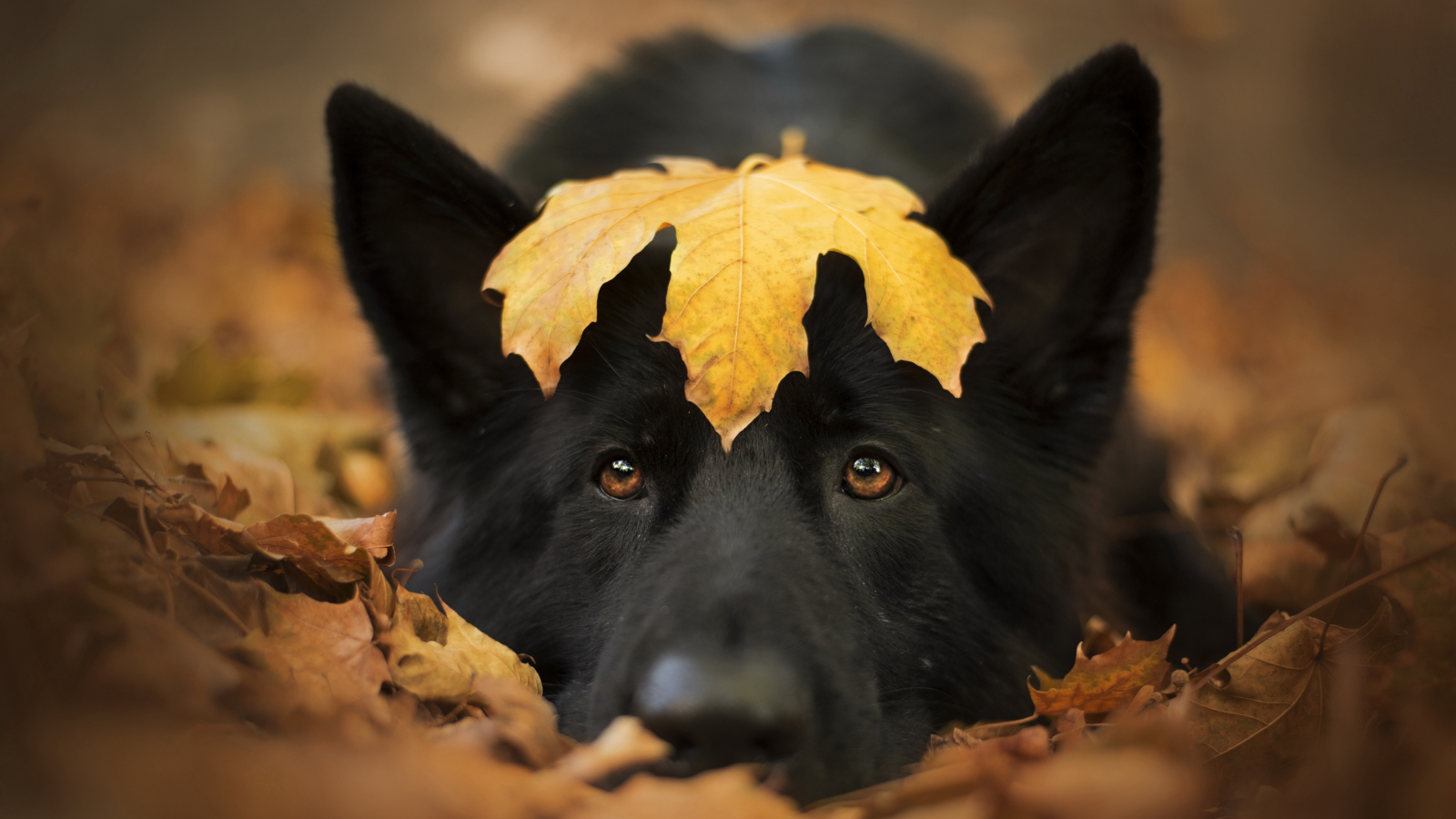 Dog and autumn, cute stare, close up, 1600x900 wallpaper