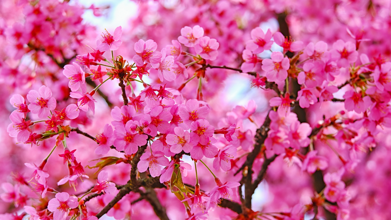 Download wallpaper 1600x900 cherry blossom, pink flowers, nature, 16:9  widescreen 1600x900 hd background, 21574