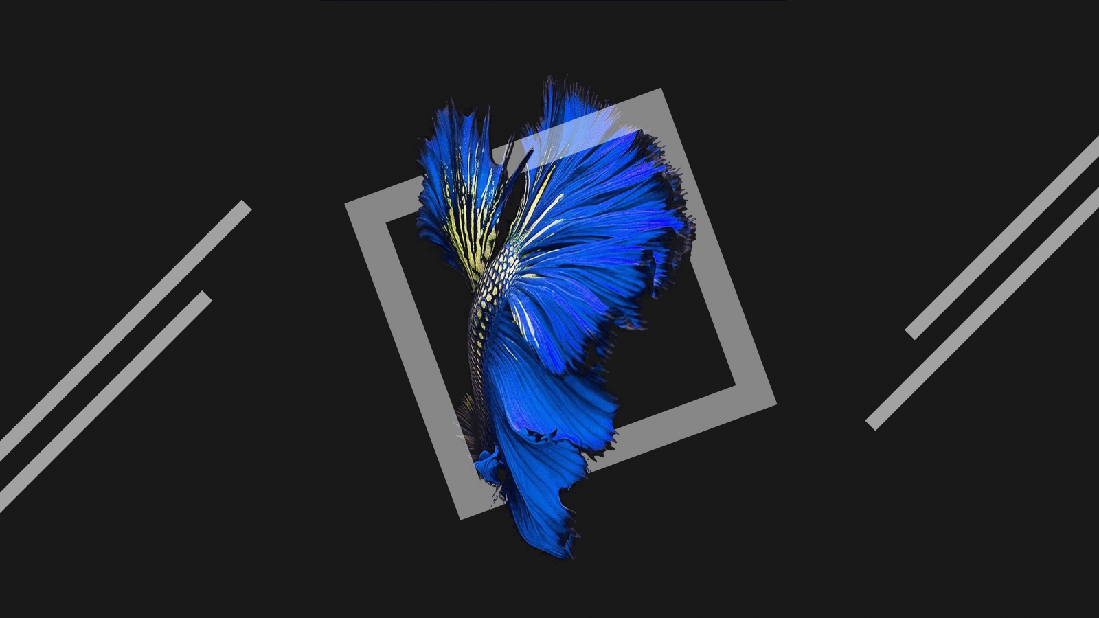 Download 1600x900 wallpaper fish, blue, harmony, dark ...