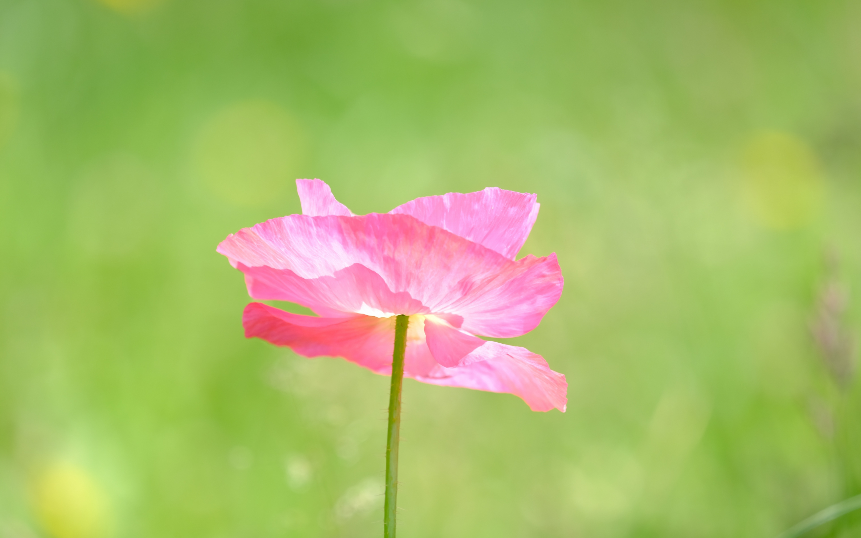 Download wallpaper 1680x1050 poppy, a pink flower close up, summer, 16: