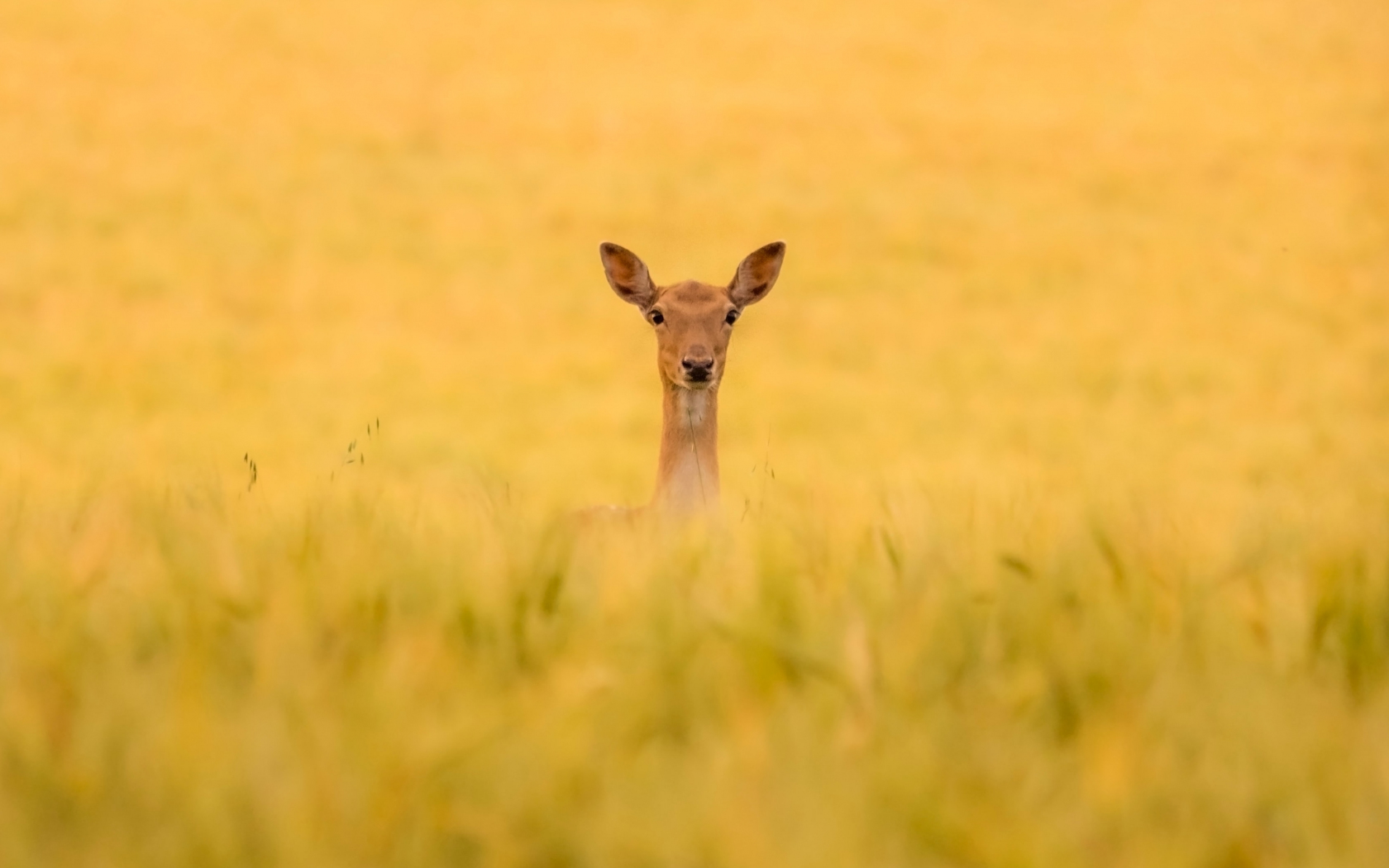 Download wallpaper 1680x1050 deer, grassland, nature, 16:10 widescreen ...