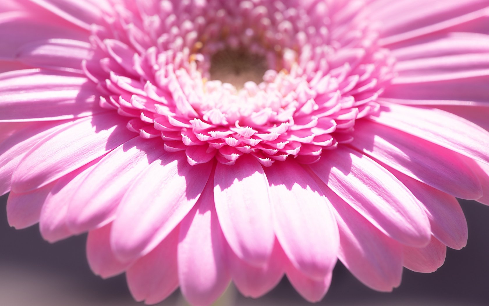 Цветок розовая ромашка