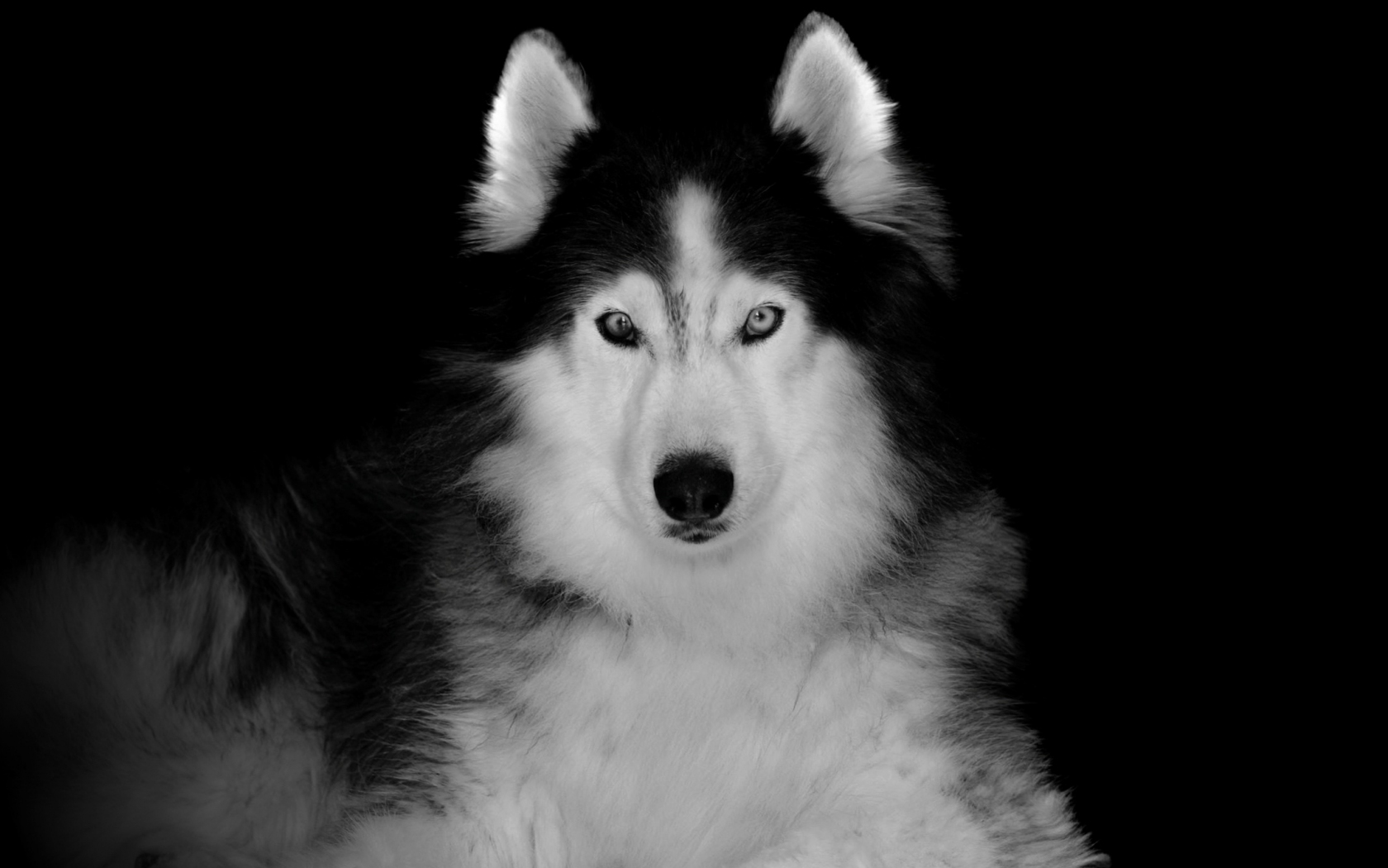 Download wallpaper 1680x1050 siberian husky, pet, dog, art, 16:10 ...