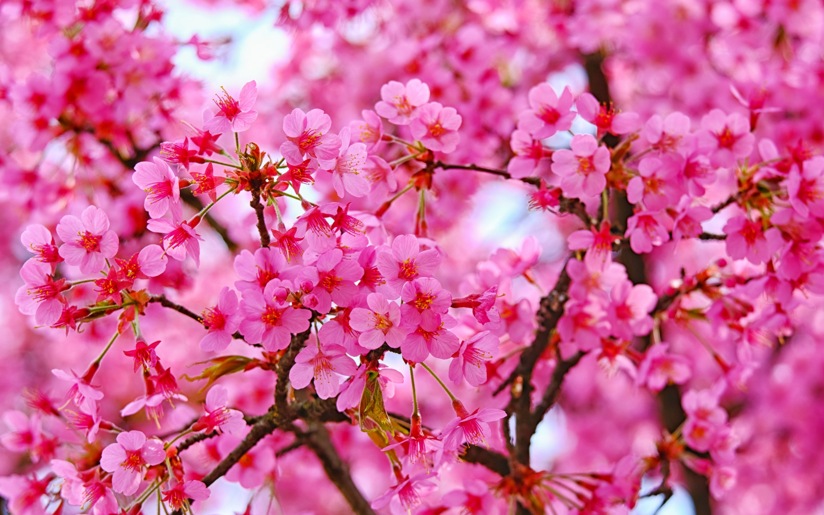 Cherry blossom, pink flowers, nature, 1680x1050 wallpaper