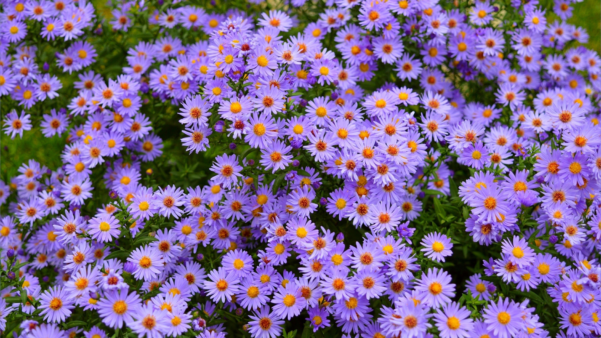 Download wallpaper 1920x1080 purple flowers, meadow, flora, nature