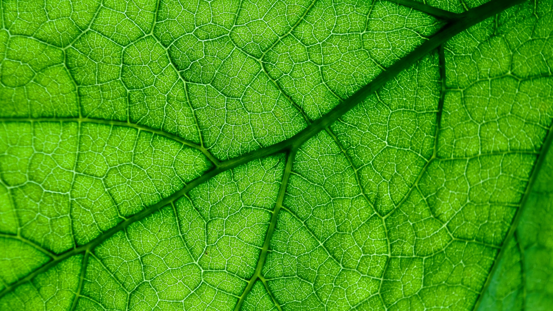 Download 1920x1080 wallpaper veins, close up, green leaf, full hd, hdtv ...