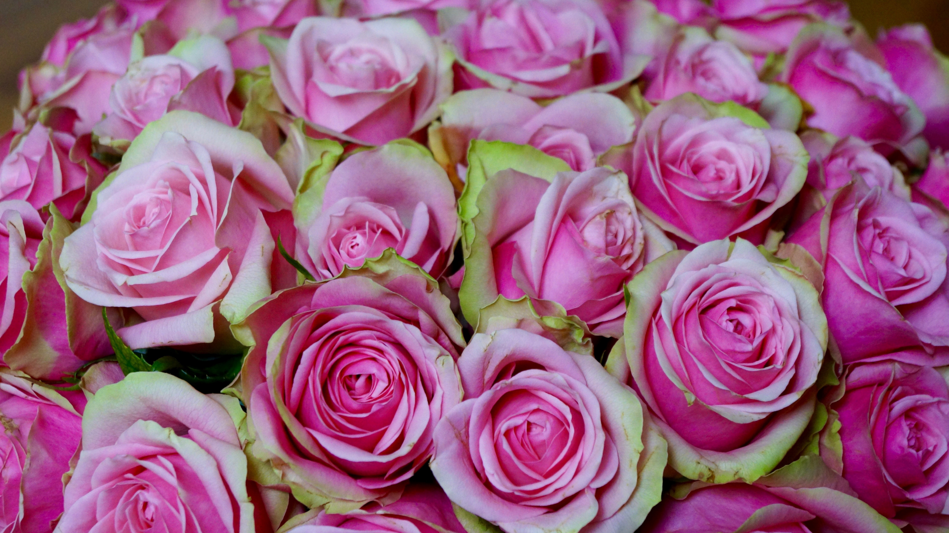 Rose Flower Images Hd Wallpapers 1080p Download - Get ...