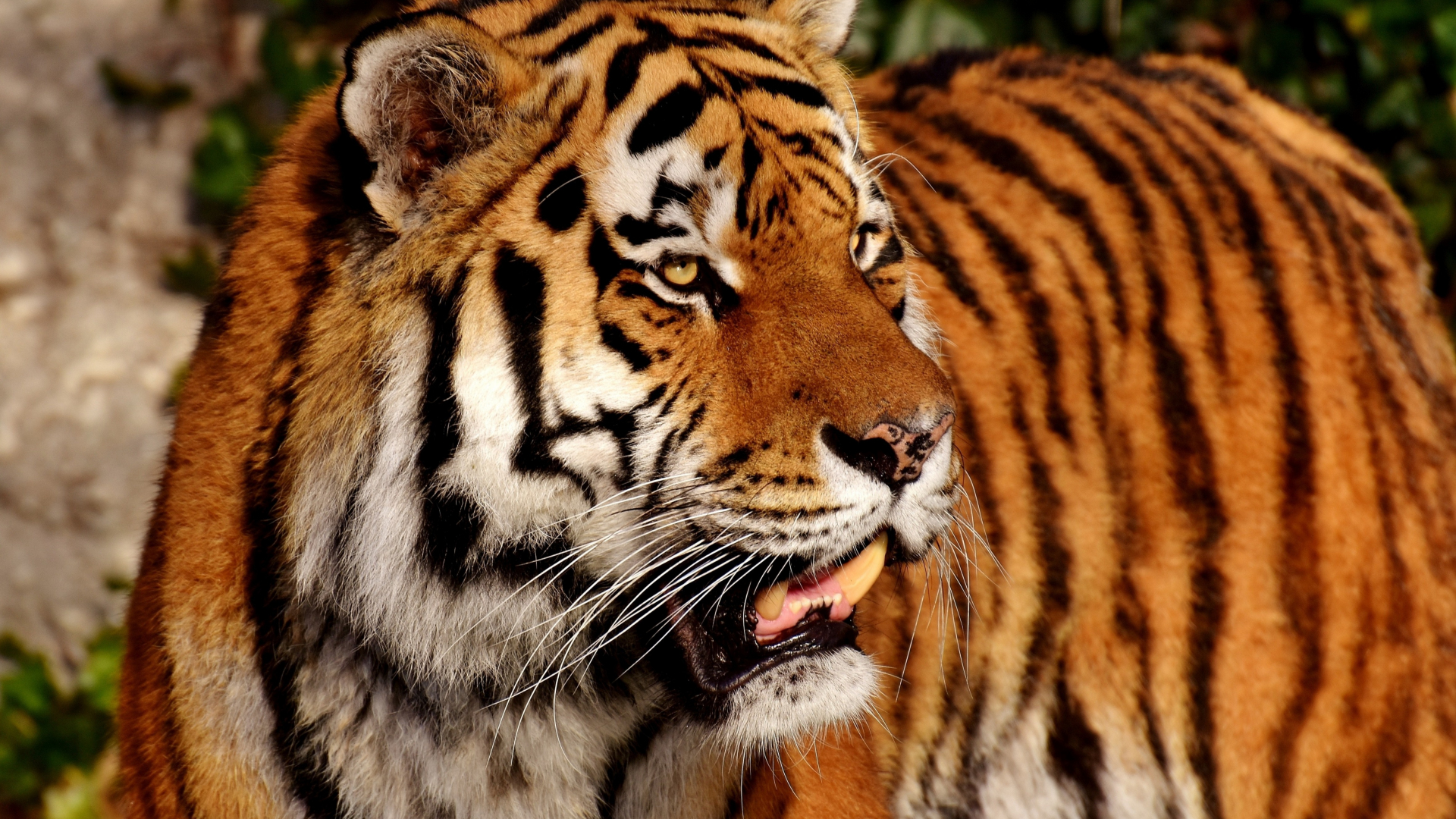 Download 1920x1080 wallpaper tiger, predator, zoo, animal