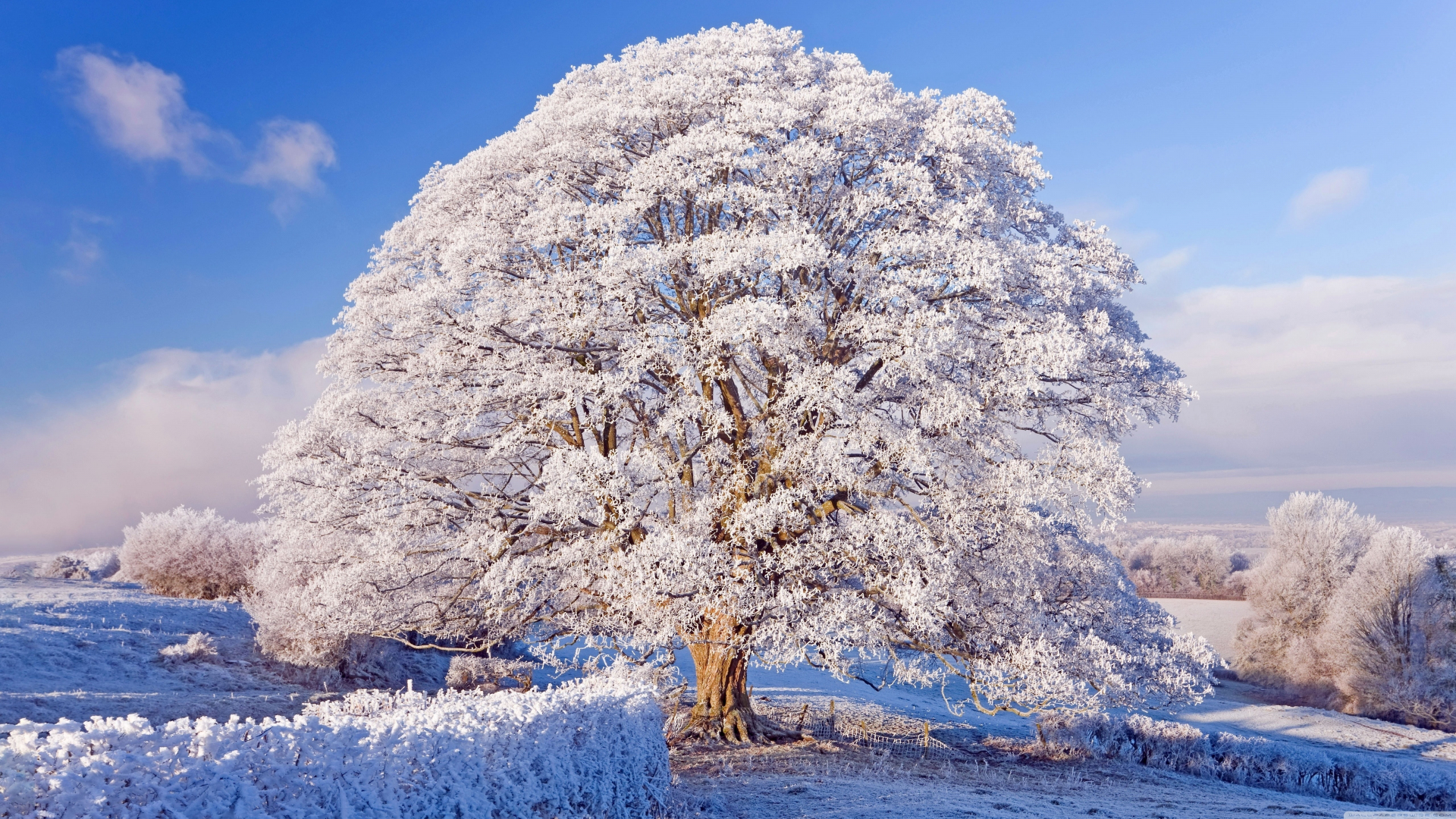 Winter, big tree, snowfrost, nature, 1920x1080 wallpaper
