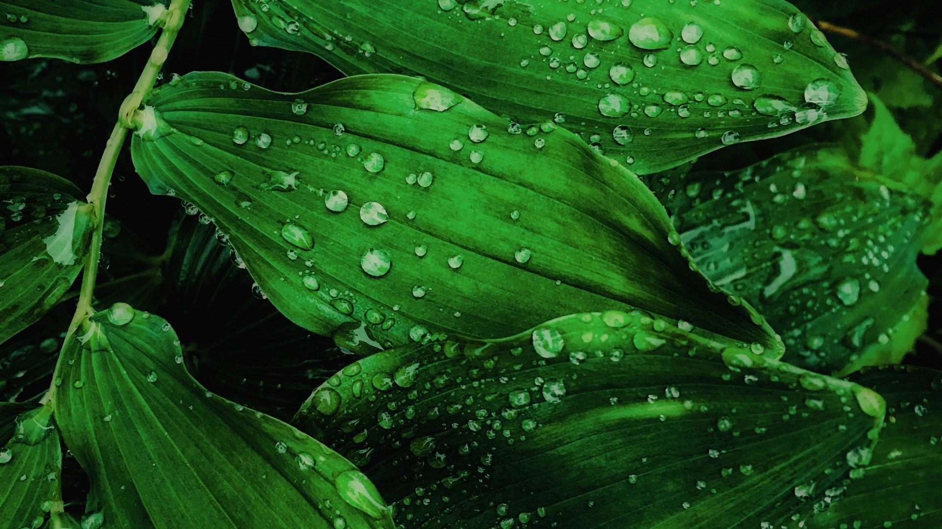 Download wallpaper 1920x1080 green leaf, drops, droplets, full hd, hdtv,  fhd, 1080p wallpaper, 1920x1080 hd background, 21735