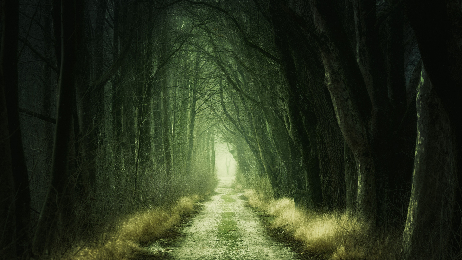 Download 1920x1080 wallpaper dirt road, dark, forest ...