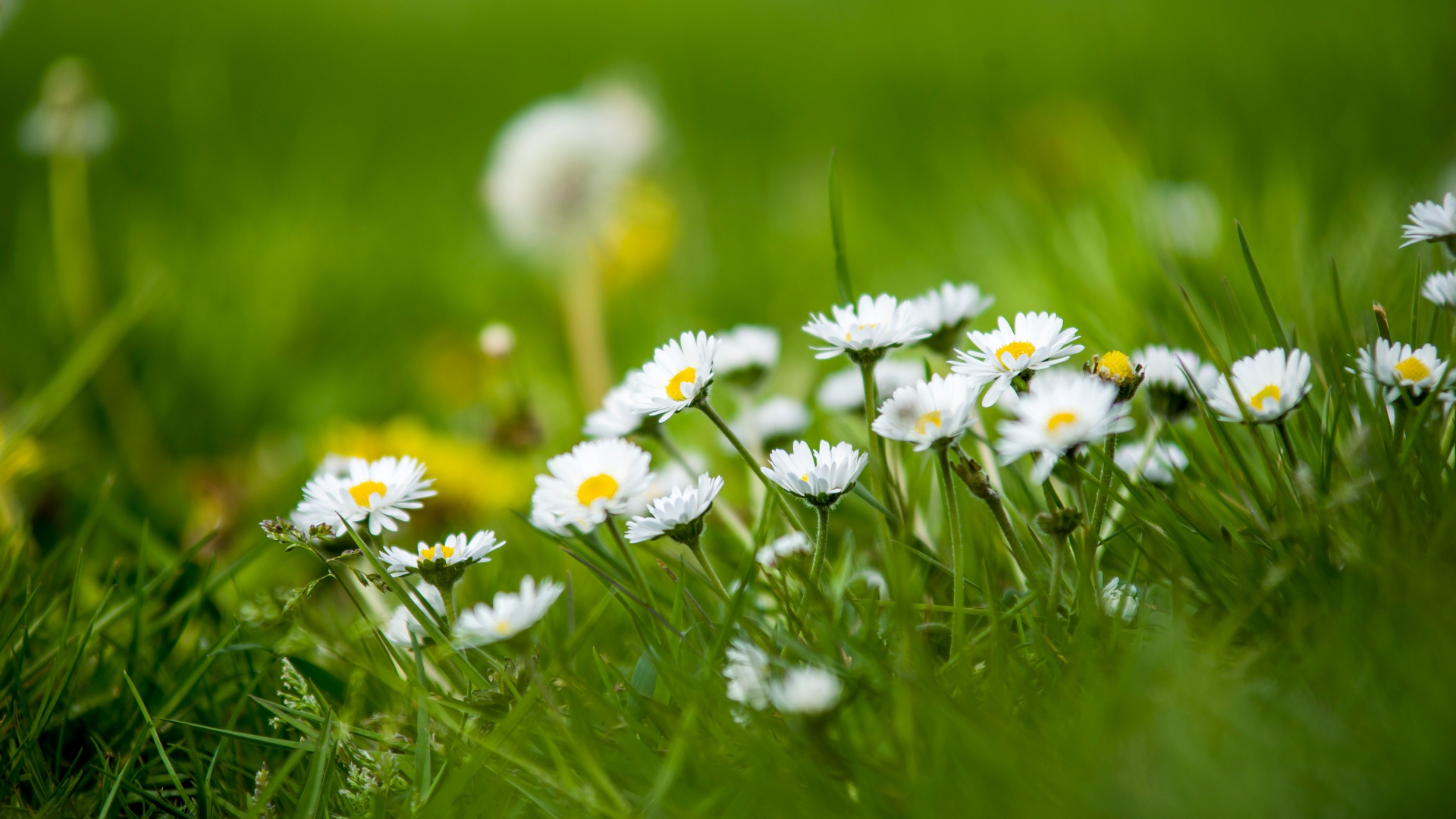 Download meadow, small white daisy, green grass 1920x1080 wallpaper