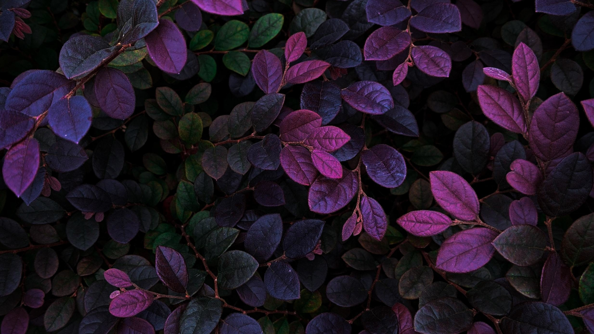 Download wallpaper 1920x1080 violet leaves, veins, branches, plants, full hd,  hdtv, fhd, 1080p wallpaper, 1920x1080 hd background, 26246
