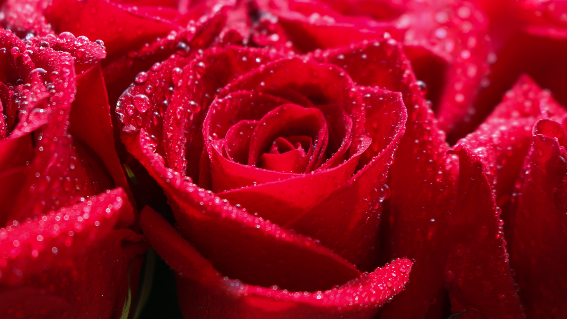 Download Red Rose Water Drops Shine Close Up 1920x1080 Wallpaper