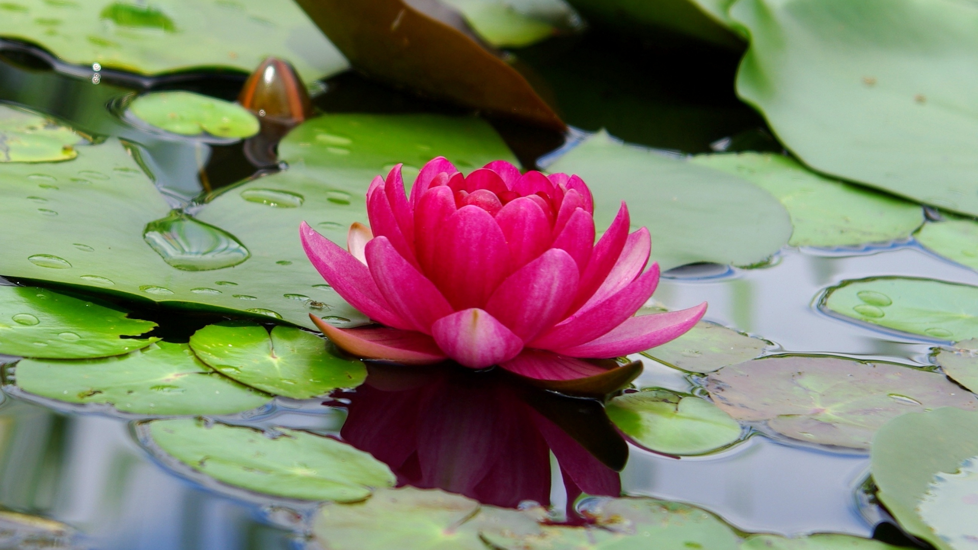 Download wallpaper 1920x1080 lotus, flower, pink, leaf, lake, full hd