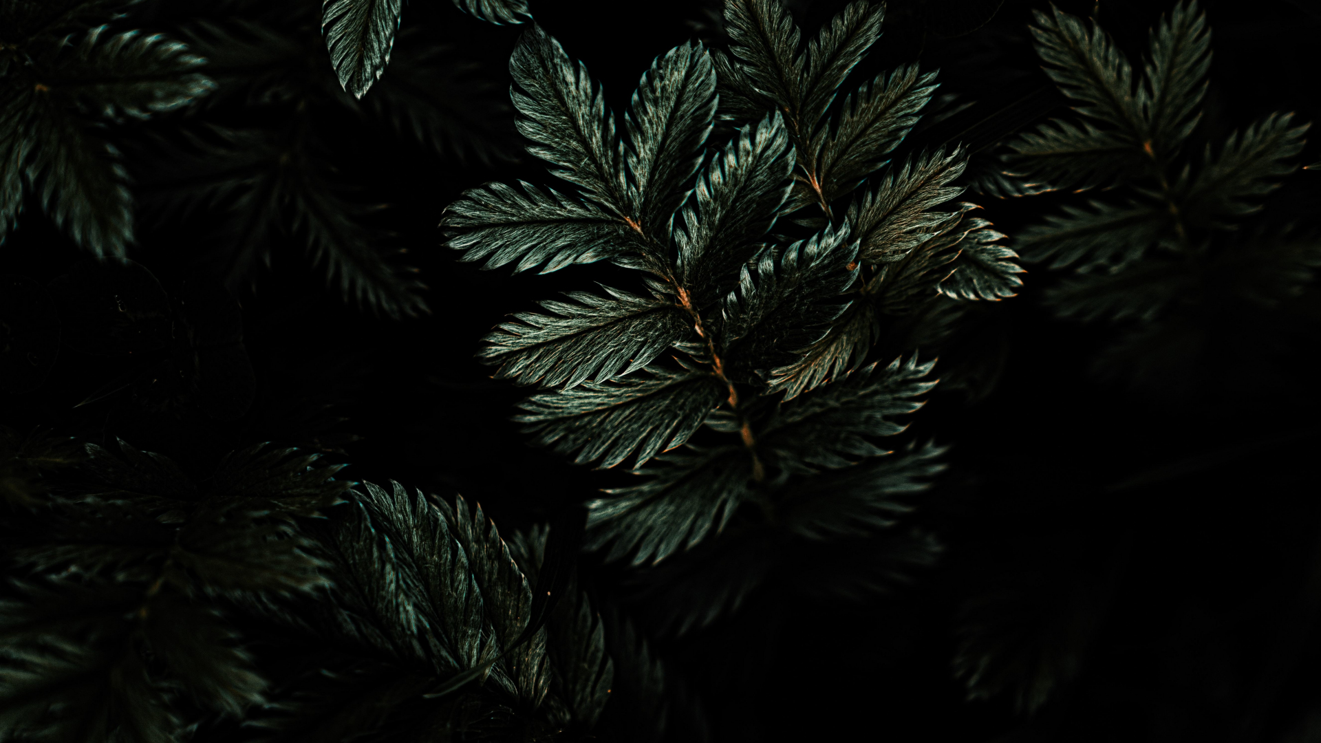 Download wallpaper 1920x1080 leaves, branches, dark, full hd, hdtv, fhd ...