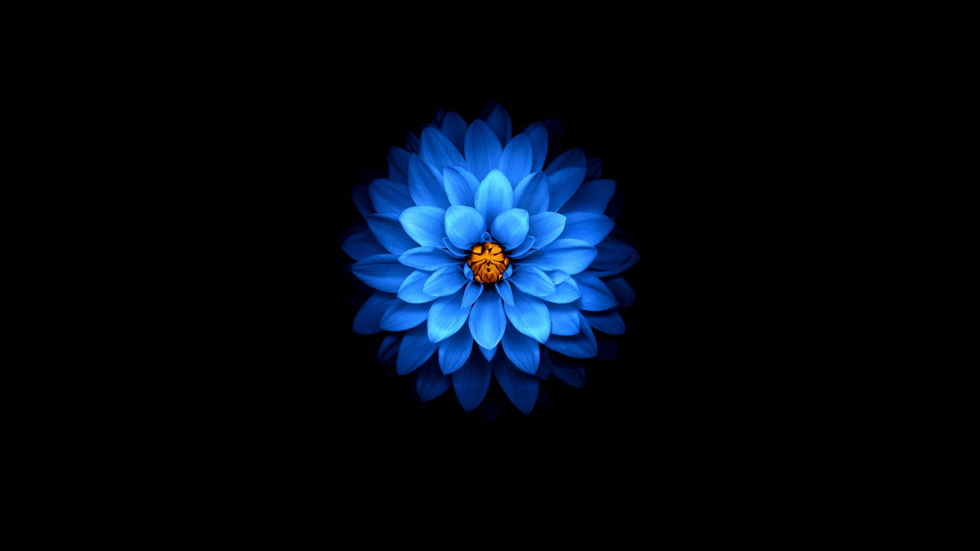 Download blue flower, dark, amoled 1920x1080 wallpaper, full hd, hdtv