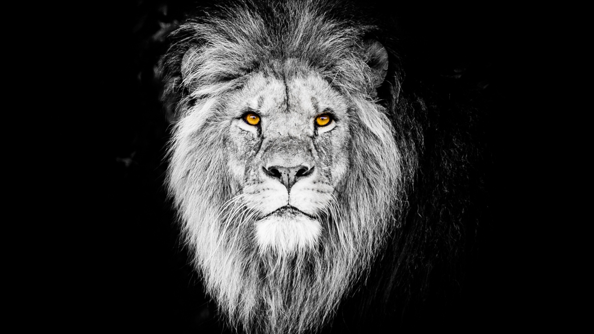 Download wallpaper: Lion king in wild Africa 1366x768