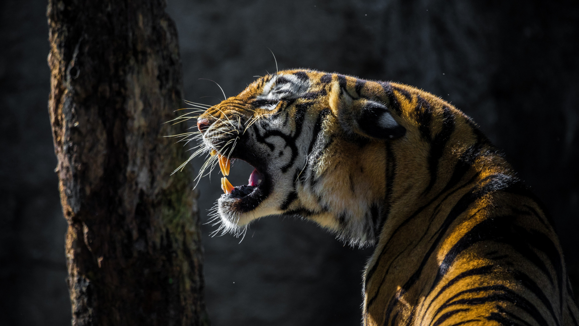 Download 1920x1080 wallpaper  tiger  roar wild animal 