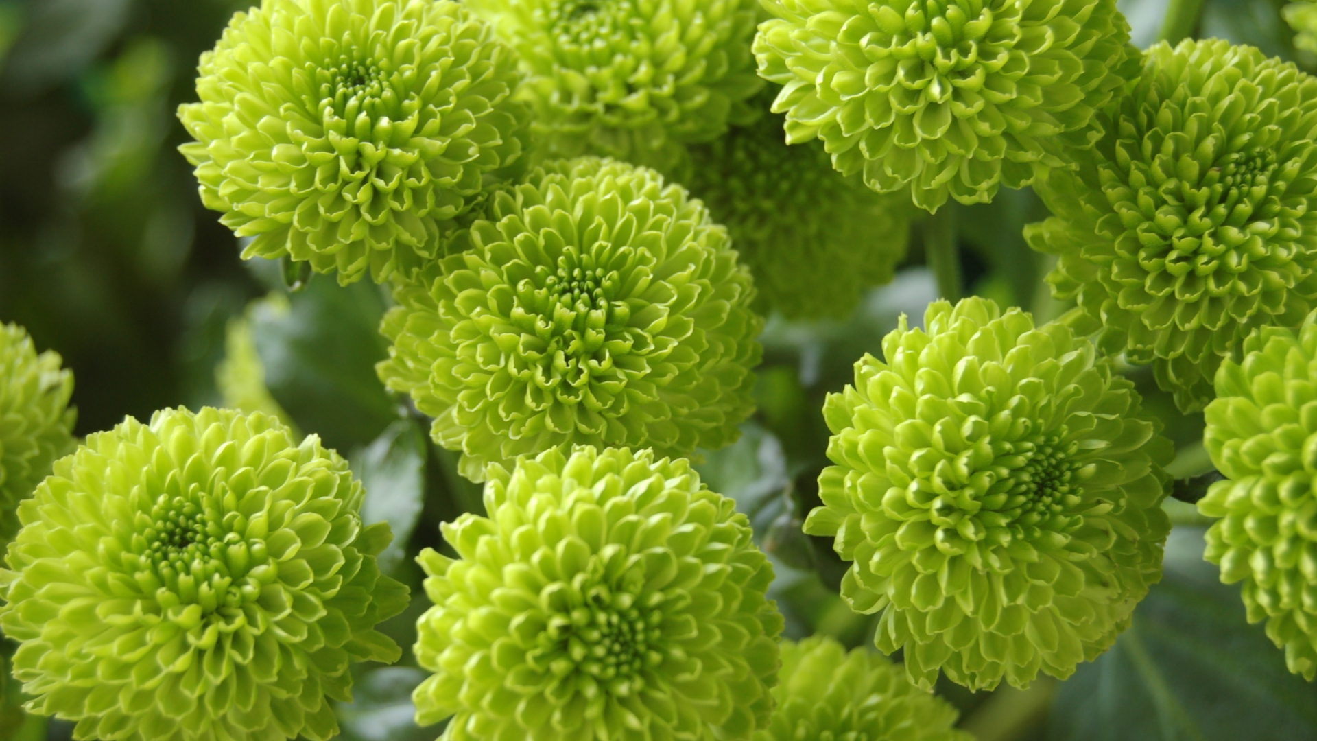 Download wallpaper 1920x1080 bloom, chrysanthemum, green flowers, full