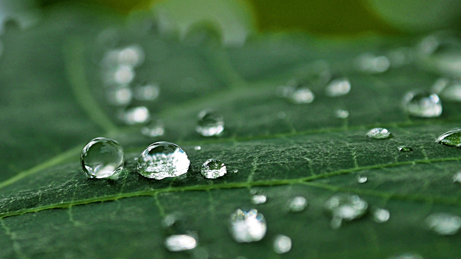 Download wallpaper 1920x1080 macro, leaf, dew drops, close up, full hd ...