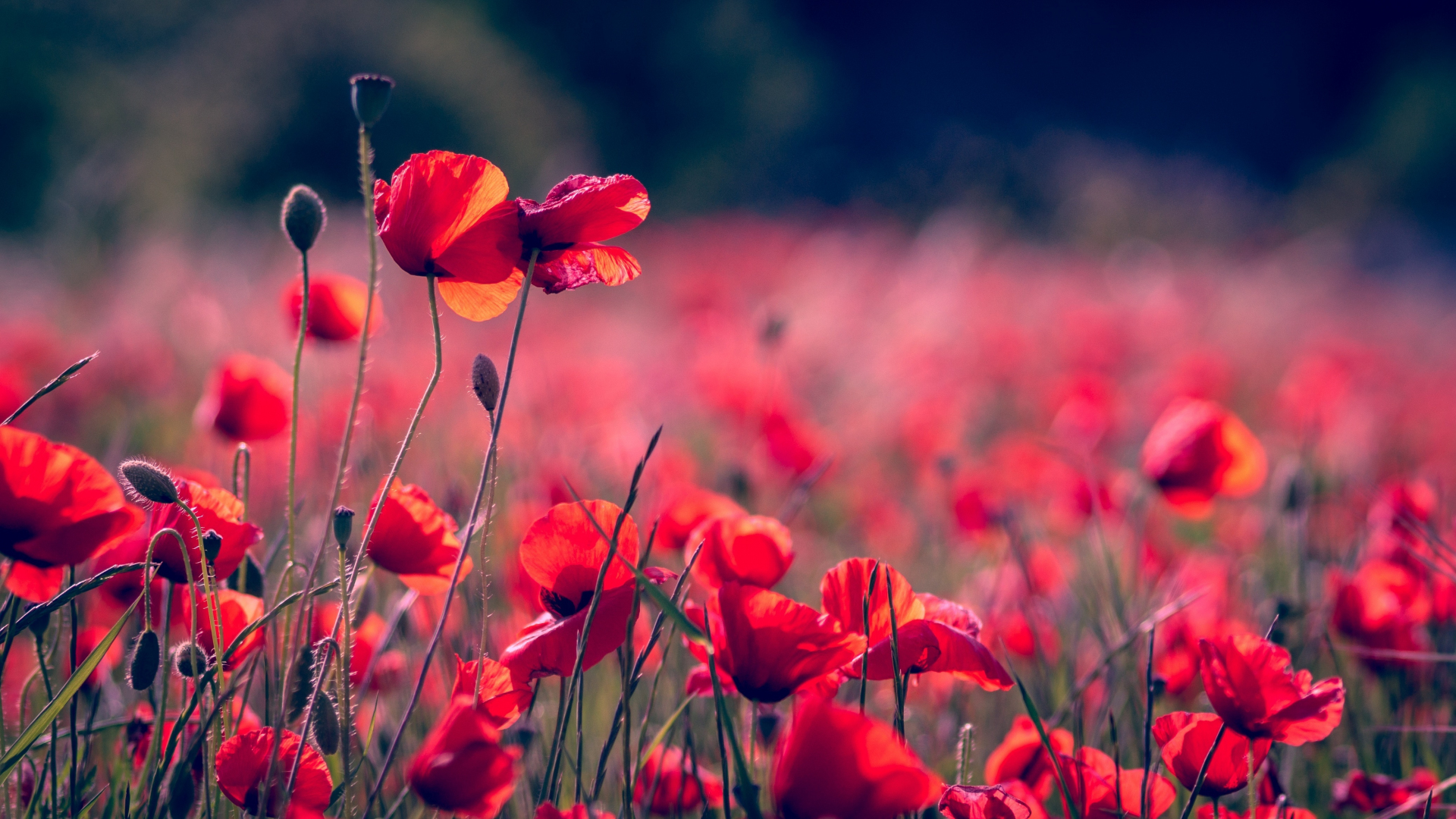 Download wallpaper 1920x1080 portrait, blur, poppy field, meadow, full ...