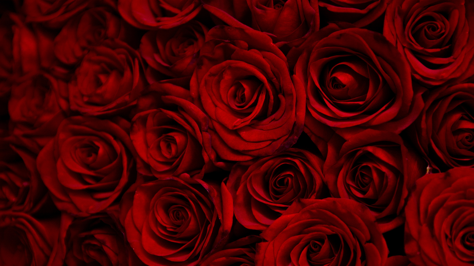 Download wallpaper 1920x1080 dark, red roses, decorative, full hd, hdtv,  fhd, 1080p wallpaper, 1920x1080 hd background, 9700