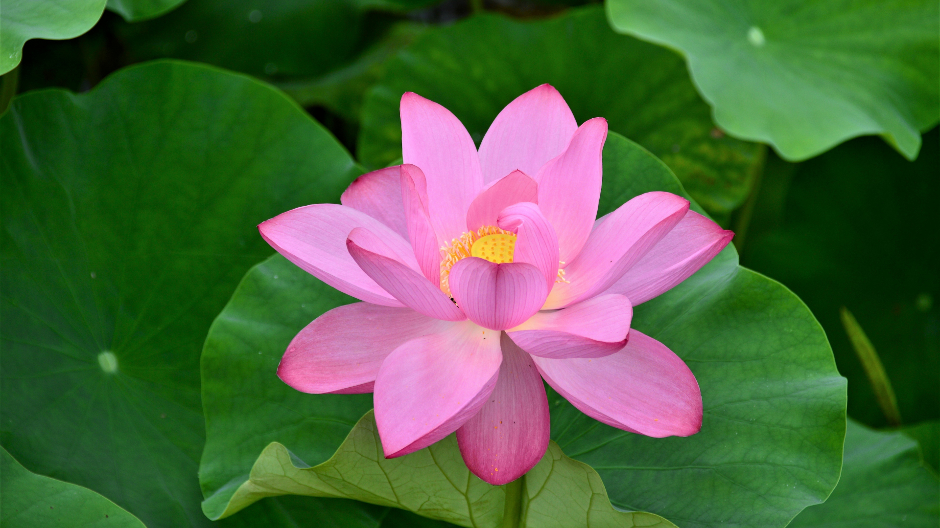 Download 1920x1080 wallpaper bloom, pink lotus, flowers