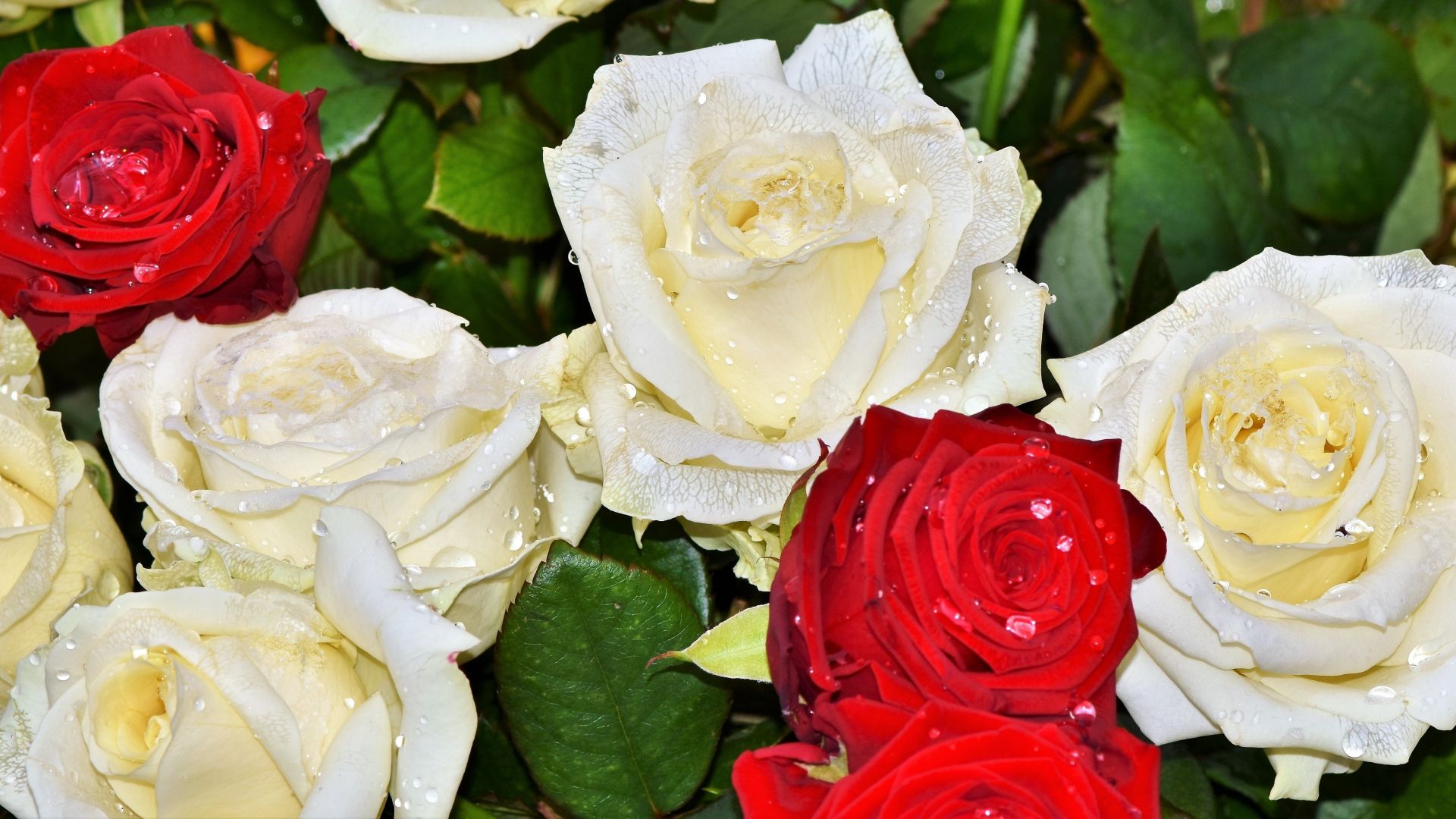 Белые розы. Цветы розы картинки. Белые розы фото. Розы бел восточная