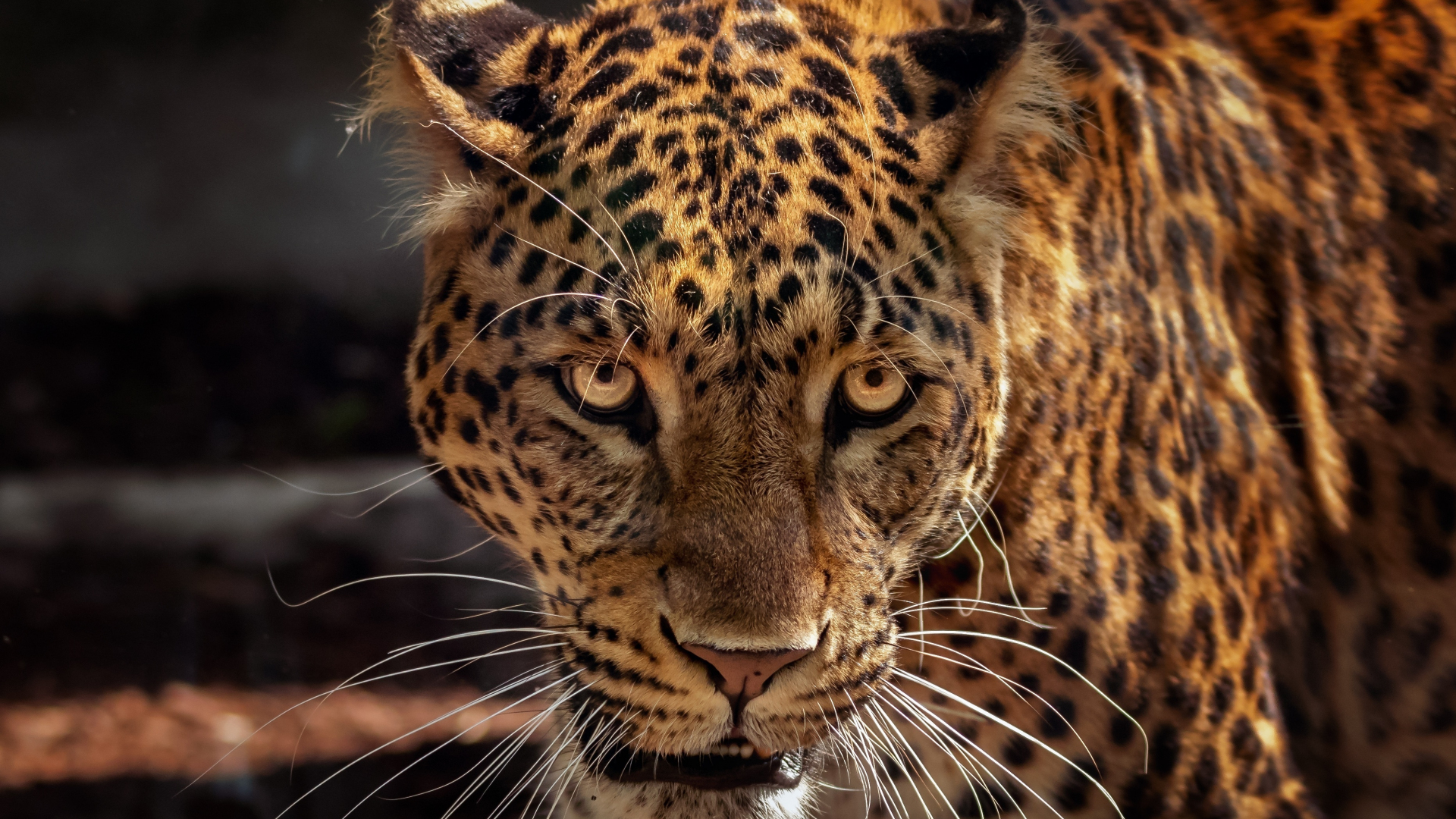 Download Wild Predator Curious Muzzle Jaguar Animal 1920x1080