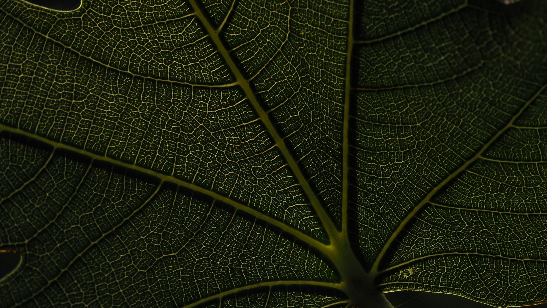 Download wallpaper 1920x1080 macro, veins, green leaf, full hd, hdtv, fhd, 1080p  wallpaper, 1920x1080 hd background, 23330